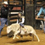 SLE_Mutton Bustin