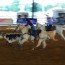 calf roping